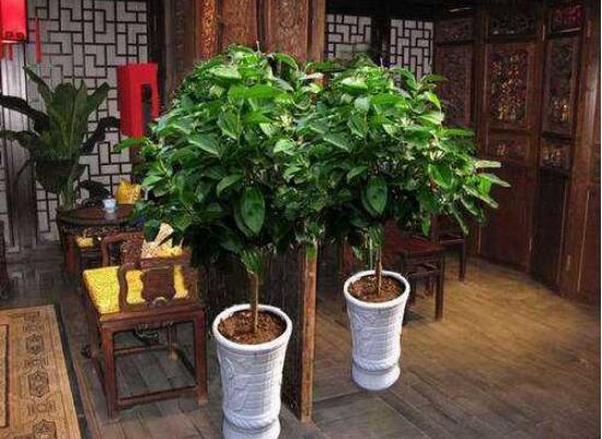 平安樹葉子發(fā)黃掉落怎么辦，教你四種解決辦法快速恢復(fù)生機(jī)