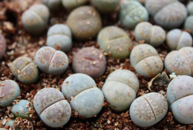 生石花怎么澆水，根據(jù)土壤的干濕程度來(lái)衡量澆水程度