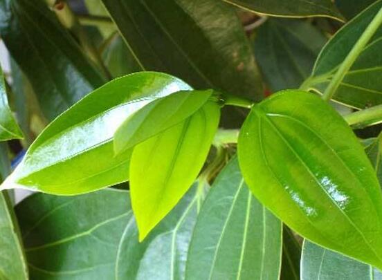 平安樹(shù)適合放客廳嗎，凈化空氣、招財(cái)生旺