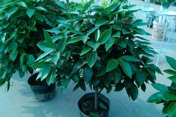 平安樹怎么養(yǎng)