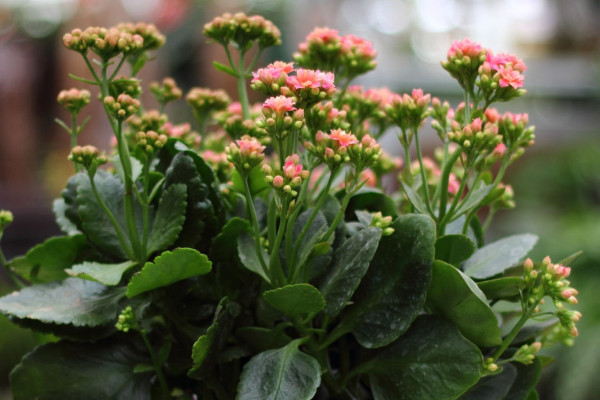 長(zhǎng)壽花葉子發(fā)白是什么原因