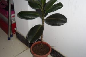 橡皮樹多久澆次水，橡皮樹怎么澆水