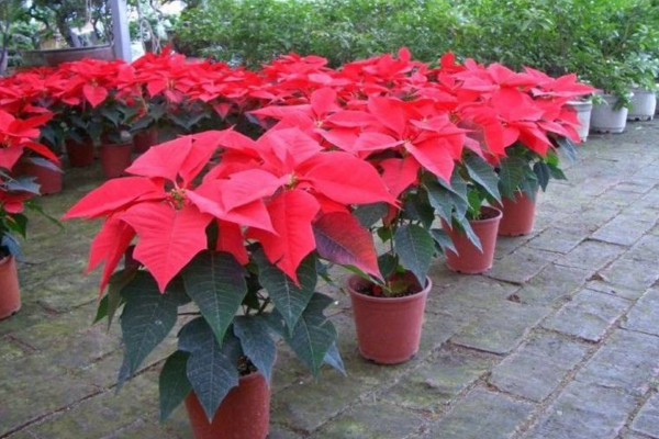 一品紅葉子下垂怎么辦，4種方法解決葉子下垂問(wèn)題