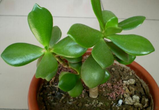 燕子掌能放在室內(nèi)養(yǎng)嗎，能/吸收有害氣體、釋放氧氣(身體健康)