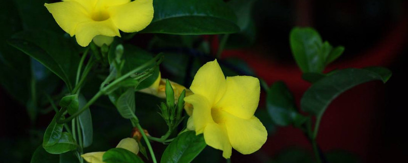 飄香藤長太長怎么辦