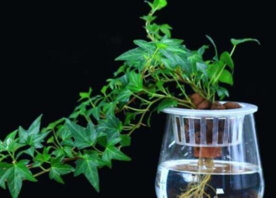 常春藤怎么養(yǎng)殖，盤點(diǎn)最簡(jiǎn)單兩種養(yǎng)殖方法(土培和水培)