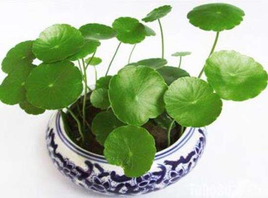 銅錢草有毒嗎，銅錢草可以放在臥室嗎