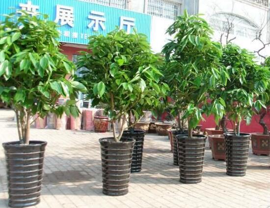 平安樹怎么繁殖，平安樹扦插方法圖解