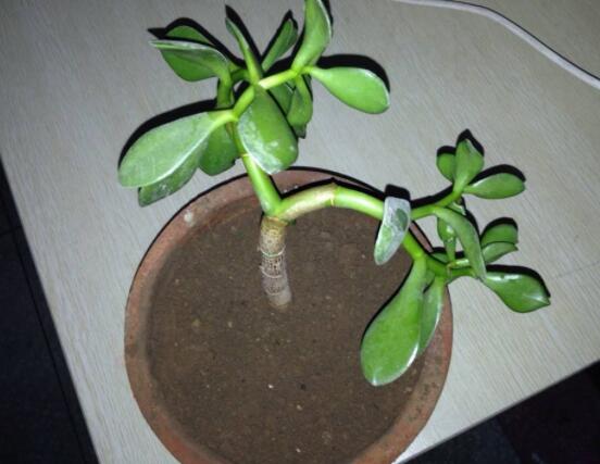 燕子掌怎么繁殖，主要有兩種扦插方法(土插與水插)