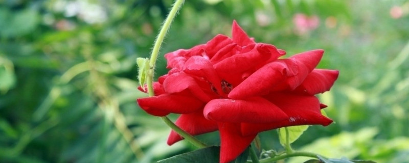 玫瑰花的養(yǎng)殖方法和注意事項(xiàng)