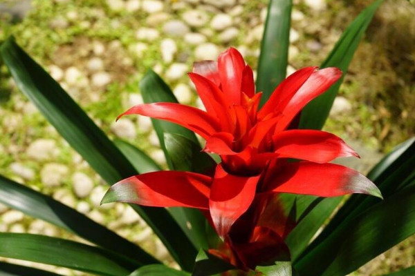 鴻運(yùn)當(dāng)頭和水塔花一樣嗎