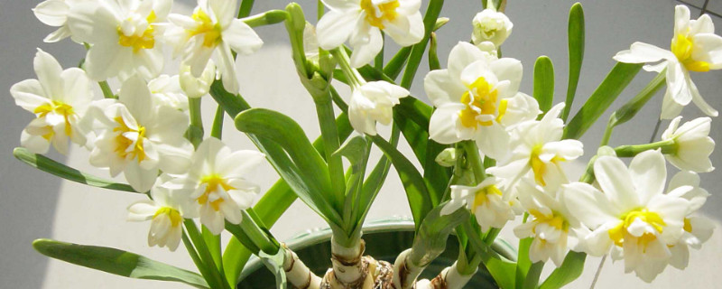 水仙花是什么季節(jié)開(kāi)的