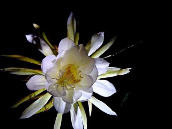 曇花爛根了要怎么辦，及時修剪腐爛根系/做好傷口消毒