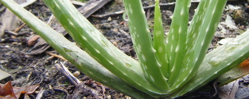 蘆薈瘋狂長(zhǎng)側(cè)芽怎么辦