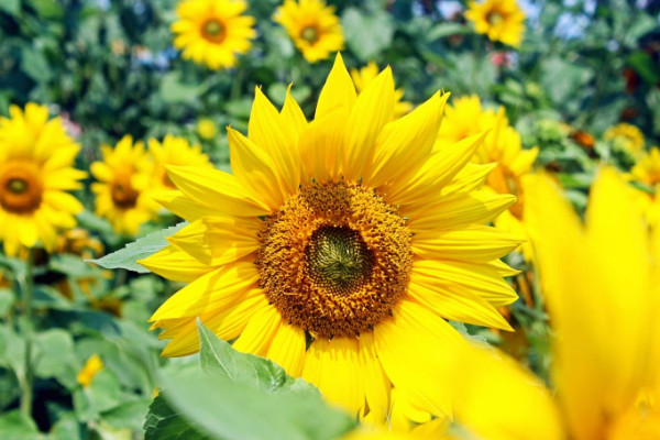 向日葵什么時(shí)候打防蟲(chóng)藥