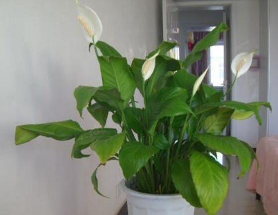 一帆風(fēng)順能澆淘米水嗎，做好這三點(diǎn)使盆土更加肥沃(能澆)