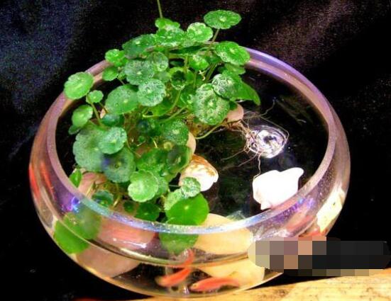 銅錢草水培怎么固定根，，擇一些小花石置于水瓶底部(美觀固定)