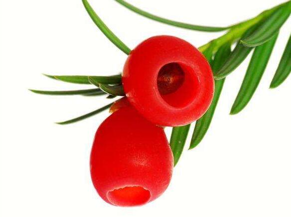 家里紅豆杉的風(fēng)水禁忌，五行多木的人不適合養(yǎng)殖