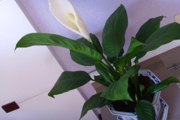 一帆風(fēng)順只長葉不開花