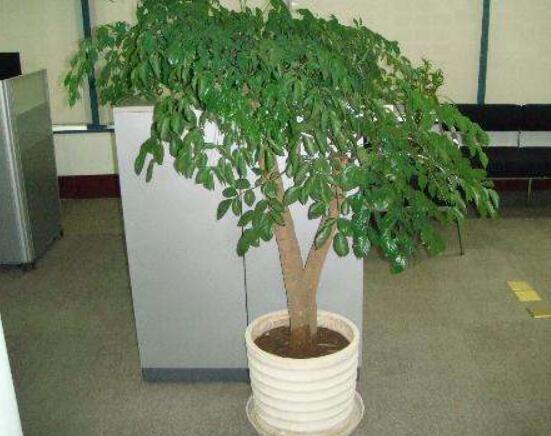 幸福樹的養(yǎng)殖方法，老農(nóng)教你八大基本養(yǎng)殖方法