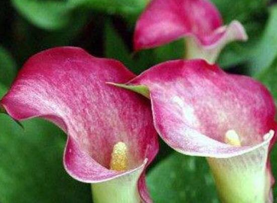 彩馬蹄蓮的養(yǎng)殖方法，做好五個(gè)要點(diǎn)花開艷麗