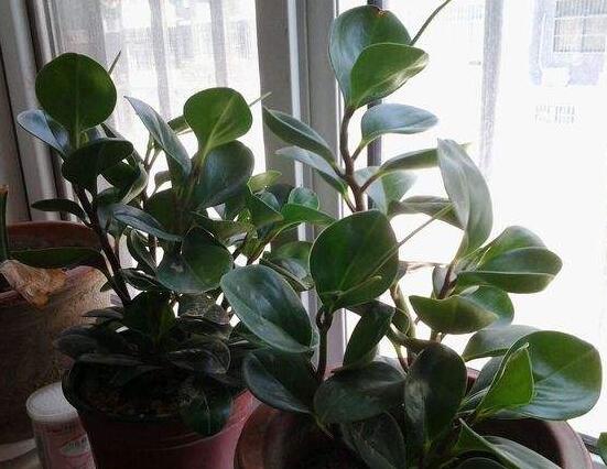 碧玉花怎么修剪，五個(gè)基本步驟修剪更加美觀