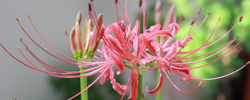 彼岸花養(yǎng)殖方法和注意事項