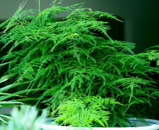 文竹肥料有哪些，餅肥、無機復(fù)合肥、液肥為主(枝繁葉茂)