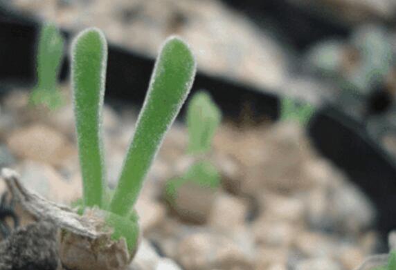 小碧光環(huán)可以移盆嗎，要選擇適宜的時(shí)間移栽