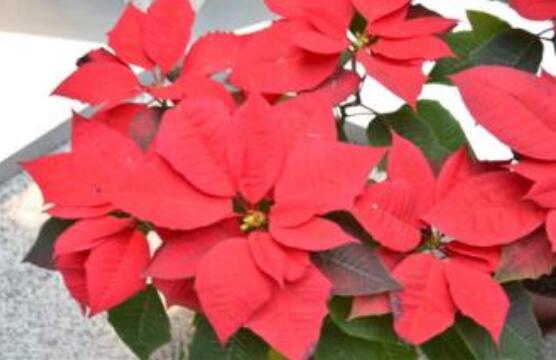 一品紅冬季怎么養(yǎng)，做好五個(gè)要點(diǎn)便可安然過(guò)冬