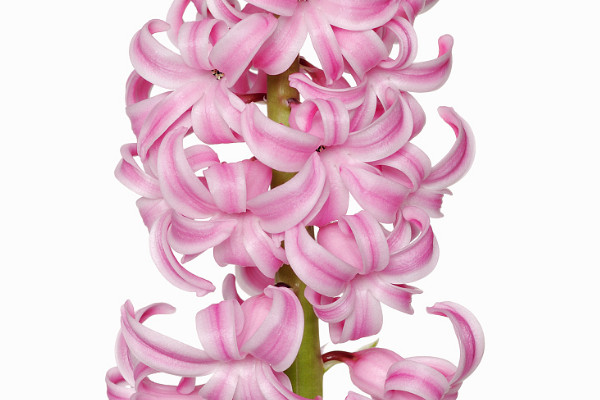 風(fēng)信子冬天開花嗎