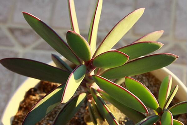 玉樹與燕子掌的區(qū)別，最直觀區(qū)別方法（紅邊的是燕子掌）