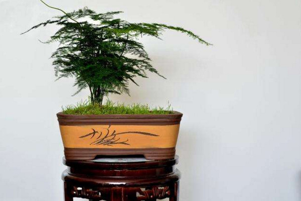 文竹黃了怎么辦，適當(dāng)遮陰并控制肥水