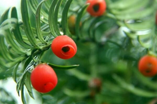 紅豆杉葉子發(fā)黃怎么辦，分析原因做出處理