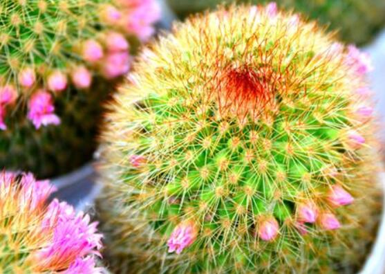 仙人球花語(yǔ)象征與寓意，堅(jiān)強(qiáng)、溫暖、柔弱、孤獨(dú)