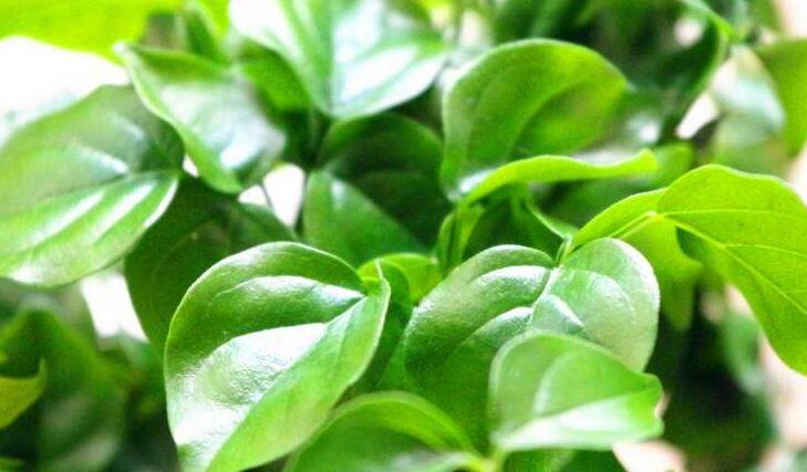 幸福樹的養(yǎng)護(hù)，栽種土壤和水份的施加都要注意