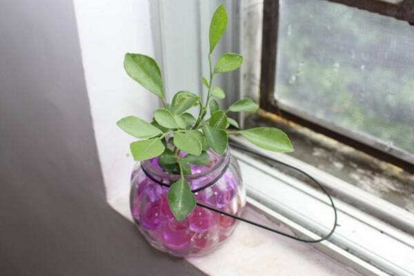 水培九里香的養(yǎng)殖方法，九里香水培養(yǎng)殖5大要點