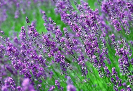 薰衣草花語和寓意，愛情的等待、堅(jiān)定永恒的真愛
