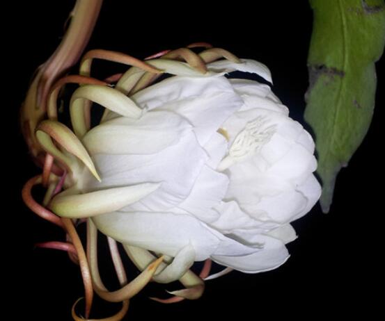 家里養(yǎng)曇花吉利嗎，好運(yùn)來(lái)臨、驚喜不斷(吉祥如意)