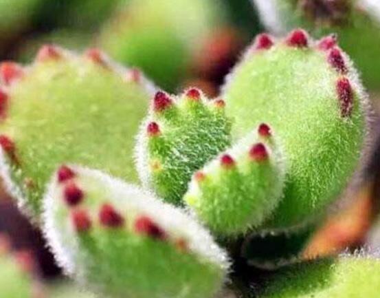 熊童子什么時(shí)候開(kāi)花，基本上都是在夏末秋初開(kāi)花