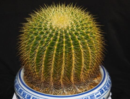 仙人球用什么肥料，鉀、磷肥為主，氮肥為輔