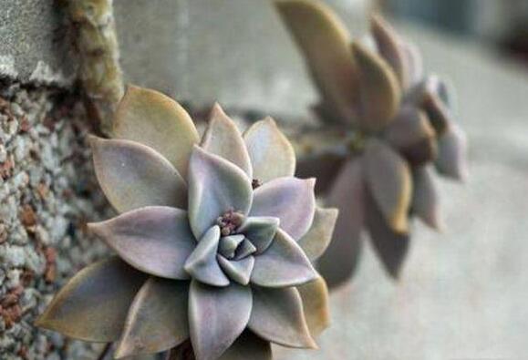 寶石花的繁殖方法，葉插和插穗操作方法