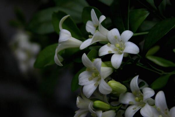 九里香種子種植方法，種植之后的養(yǎng)護(hù)非常關(guān)鍵