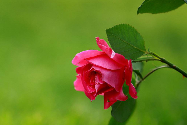 月季怕曬太陽(yáng)嗎