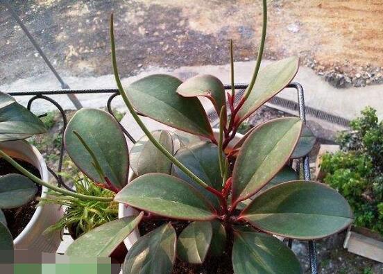 紫邊碧玉的養(yǎng)殖方法，老農(nóng)總結(jié)的七個基本方法