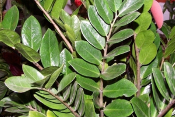 金錢樹會(huì)開花嗎花是什么樣子