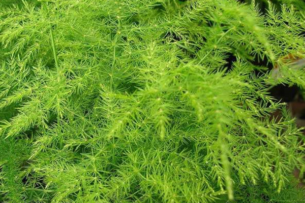 冬天文竹的養(yǎng)殖方法和注意事項