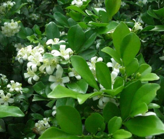 九里香的養(yǎng)殖方法和注意事項，老農(nóng)總結(jié)出七大養(yǎng)殖基本方法