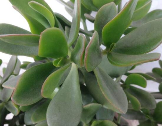 盆栽燕子掌的養(yǎng)殖方法，教你八大基本方法可生長的青翠碧綠