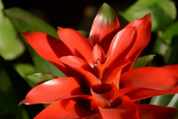 鴻運當(dāng)頭卷葉還能活么